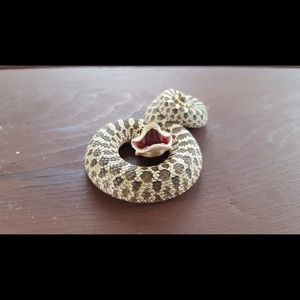 Meet your Posher, Chrissy